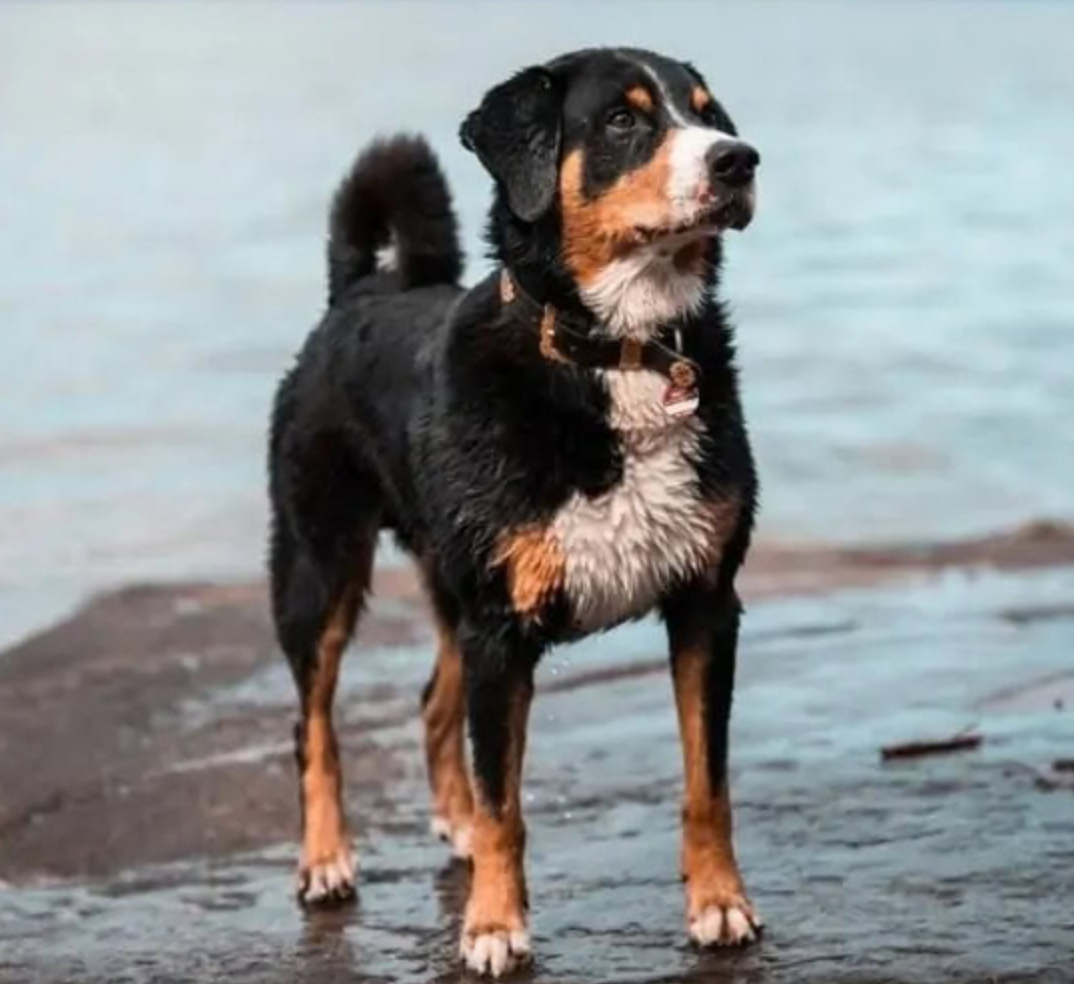 Appenzeller Sennenhunde